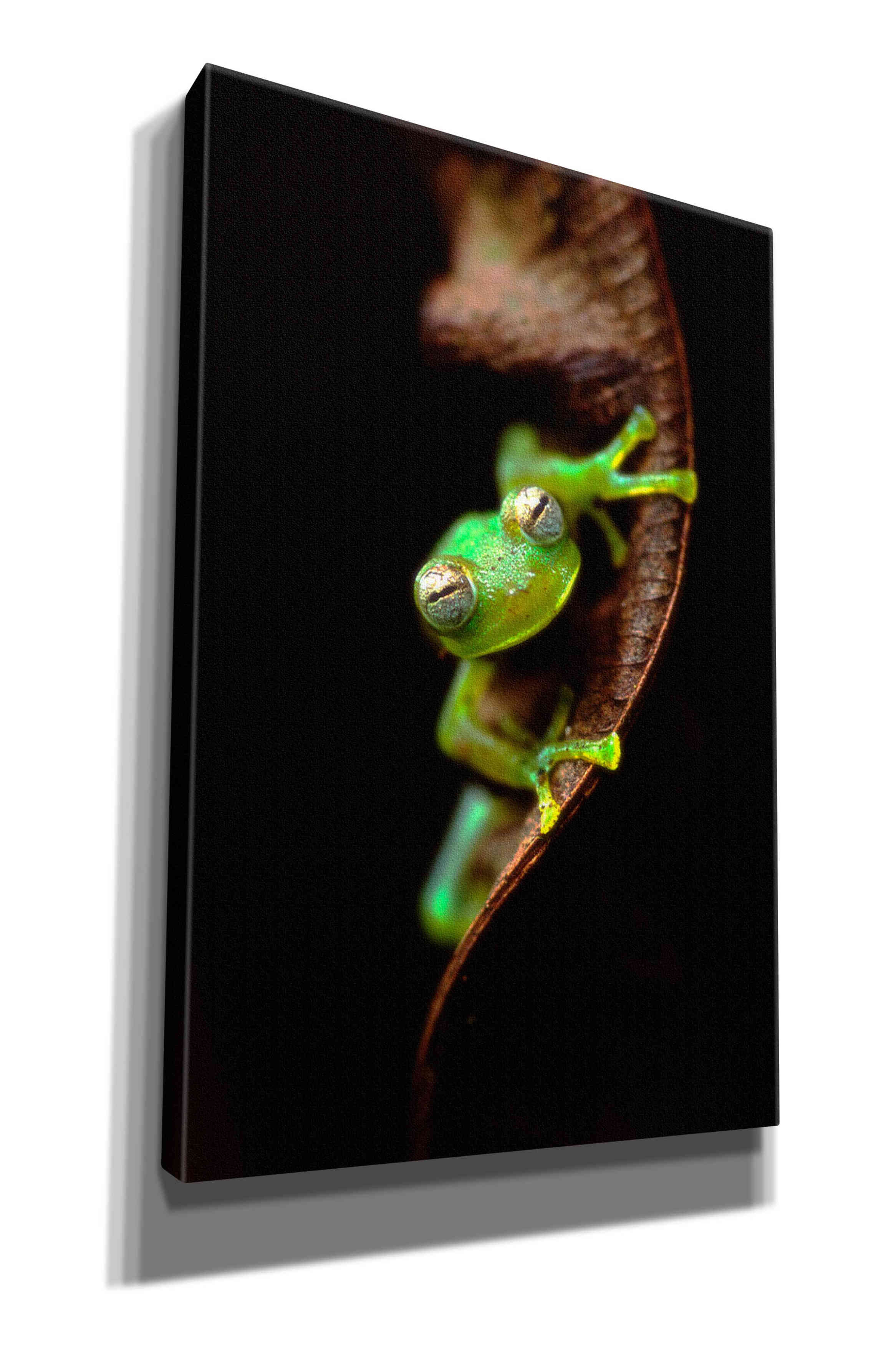 'Frog Portrait' by Thomas Haney, Giclee Canvas Wall Art