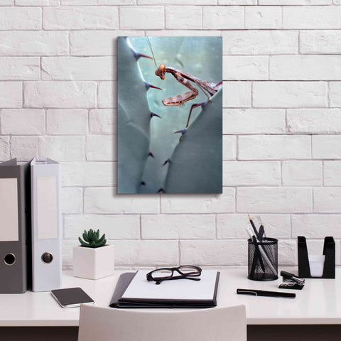 Image of 'Mantis Agave' by Thomas Haney, Giclee Canvas Wall Art,12 x 18