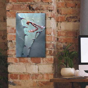 'Mantis Agave' by Thomas Haney, Giclee Canvas Wall Art,12 x 18