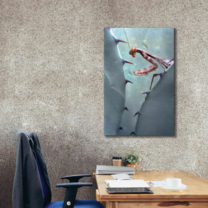 'Mantis Agave' by Thomas Haney, Giclee Canvas Wall Art,26 x 40