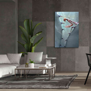 'Mantis Agave' by Thomas Haney, Giclee Canvas Wall Art,40 x 60