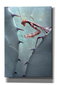 'Mantis Agave' by Thomas Haney, Giclee Canvas Wall Art