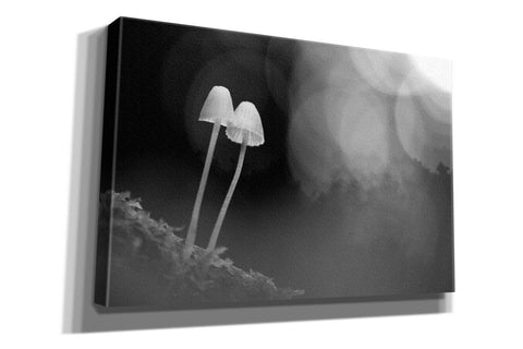 Image of 'Mushroom Tiny' by Thomas Haney, Giclee Canvas Wall Art