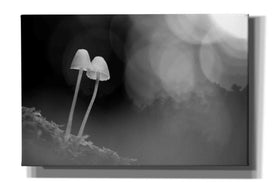 'Mushroom Tiny' by Thomas Haney, Giclee Canvas Wall Art