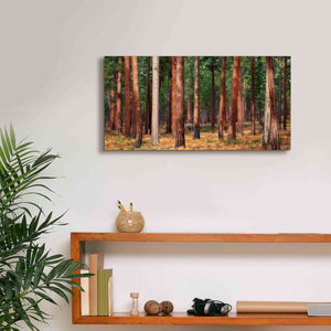 'Ponderosa Trunks' by Thomas Haney, Giclee Canvas Wall Art,24 x 12