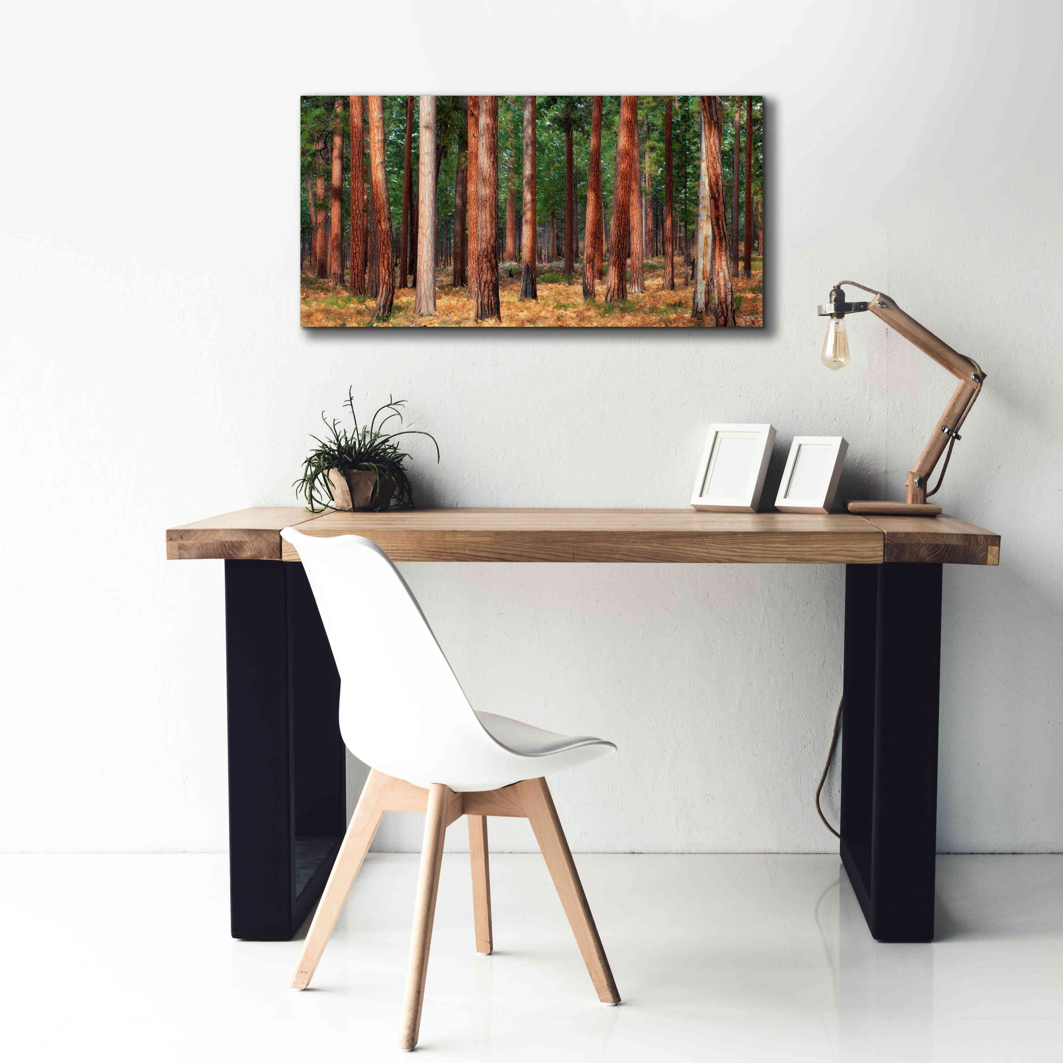 'Ponderosa Trunks' by Thomas Haney, Giclee Canvas Wall Art,40 x 20