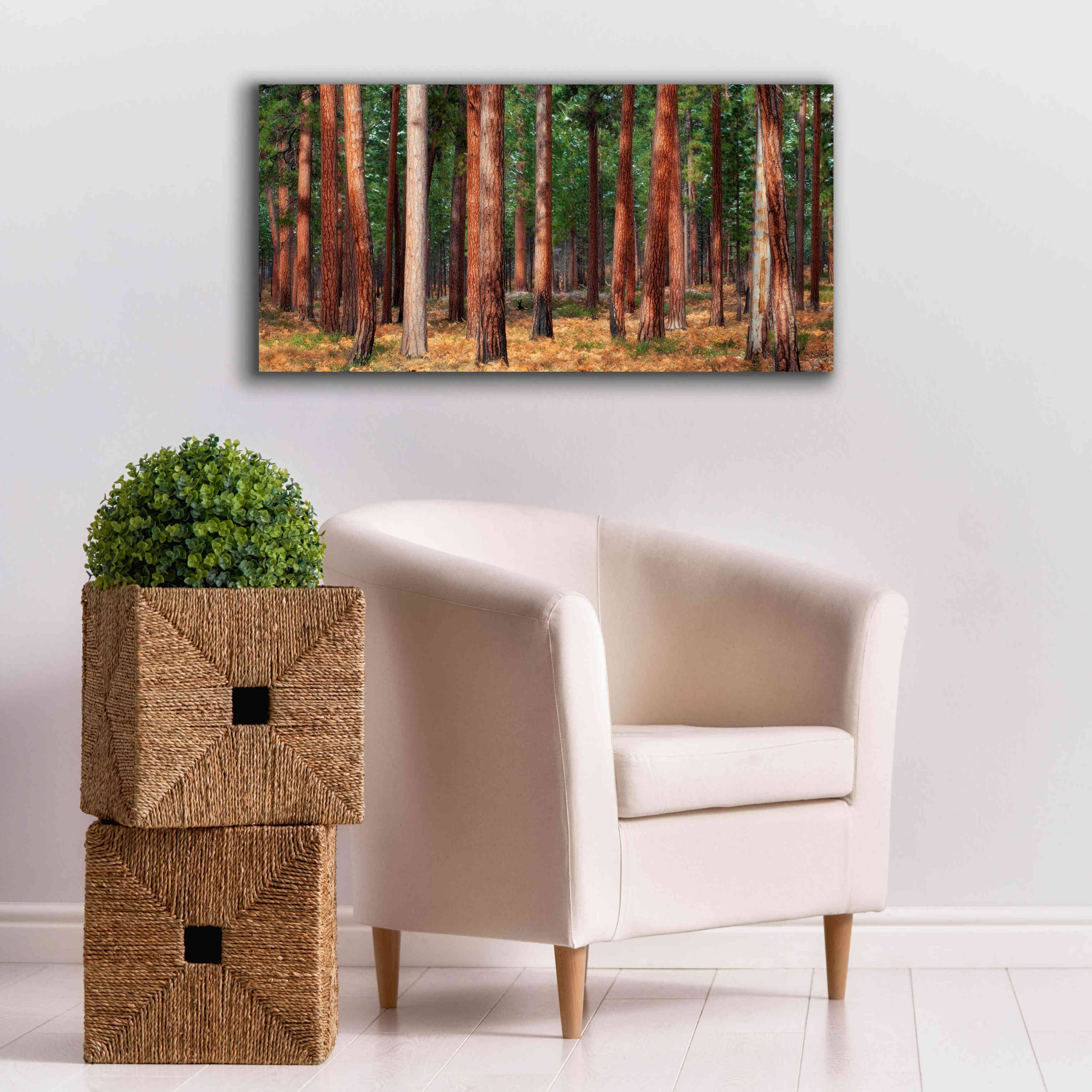 'Ponderosa Trunks' by Thomas Haney, Giclee Canvas Wall Art,40 x 20