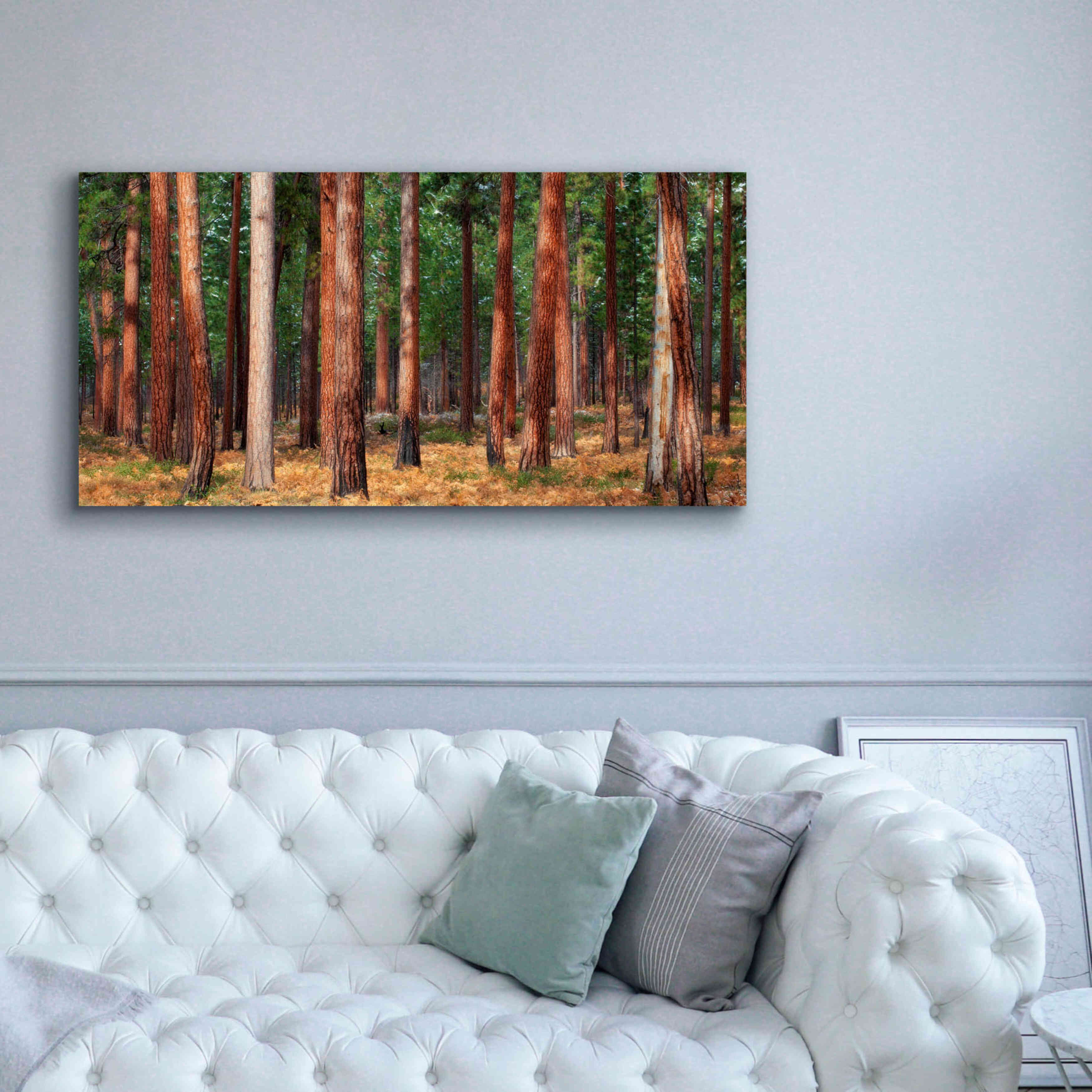 'Ponderosa Trunks' by Thomas Haney, Giclee Canvas Wall Art,60 x 30