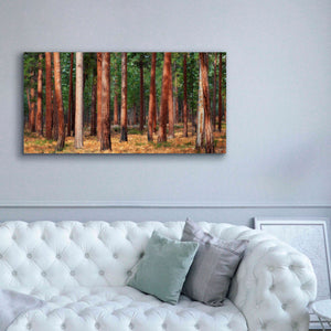 'Ponderosa Trunks' by Thomas Haney, Giclee Canvas Wall Art,60 x 30