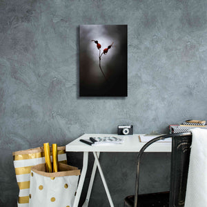 'Rose Hips' by Thomas Haney, Giclee Canvas Wall Art,12 x 18