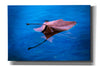 'Sycamore Reflection' by Thomas Haney, Giclee Canvas Wall Art