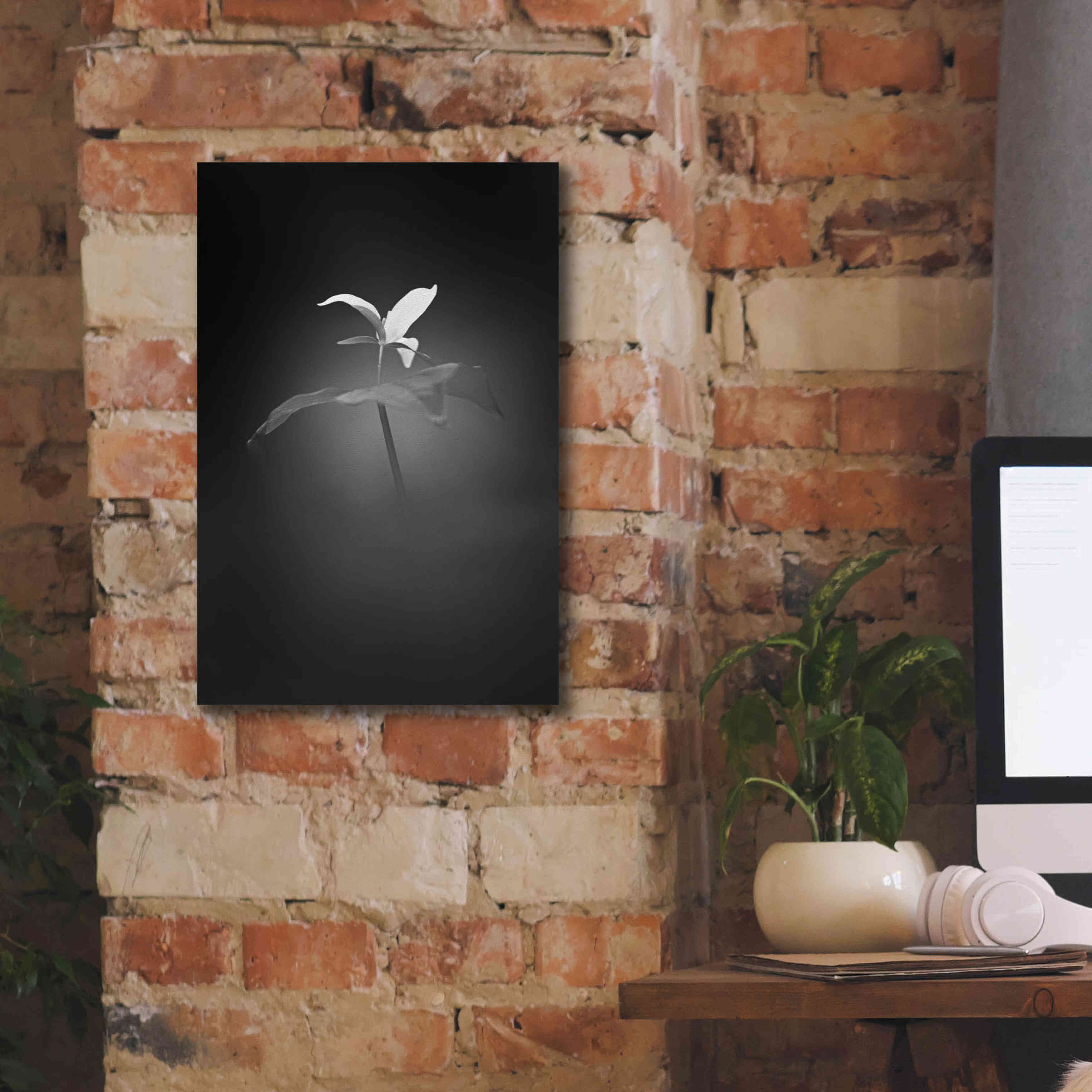 'Trillium Pastel 1 B&W' by Thomas Haney, Giclee Canvas Wall Art,12 x 18