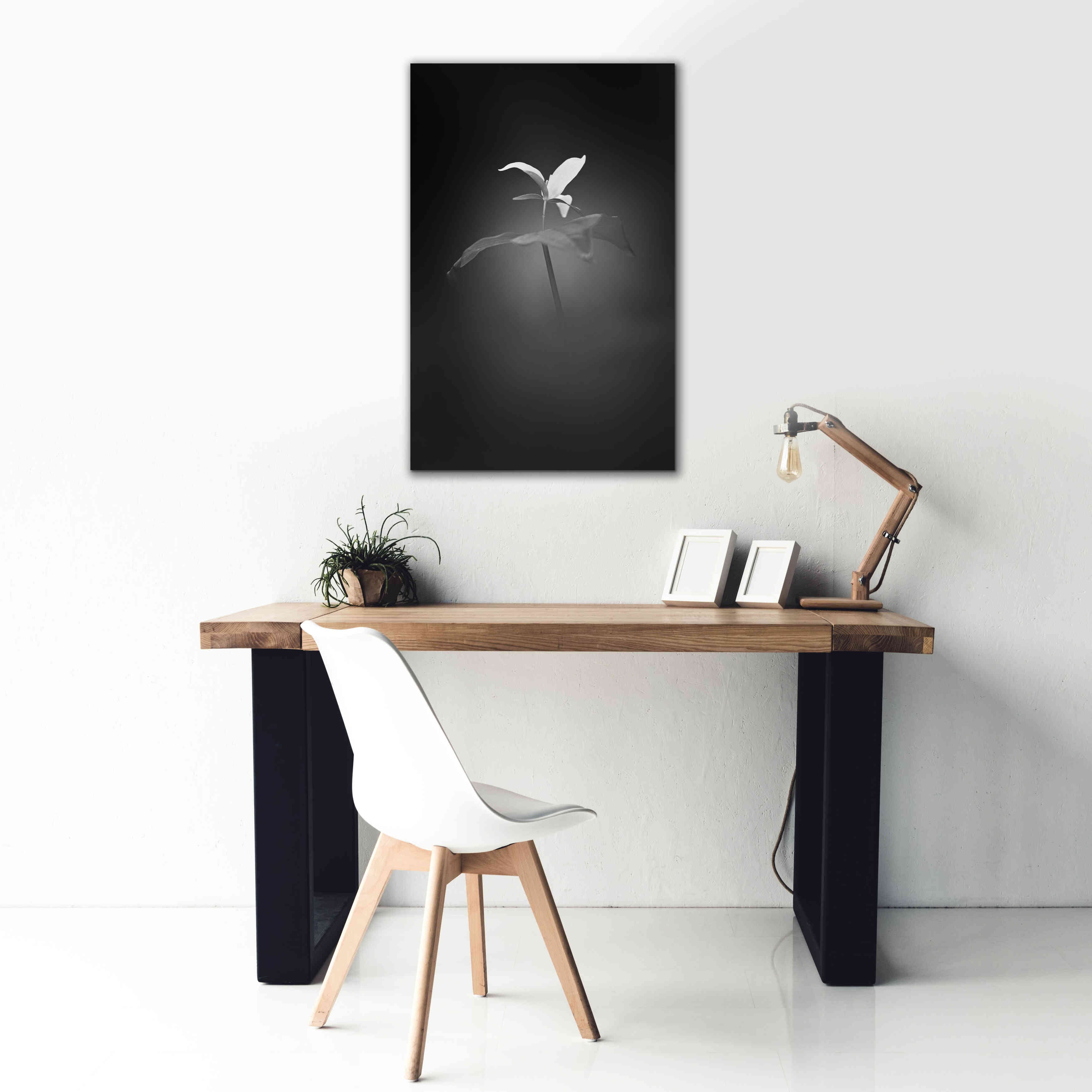 'Trillium Pastel 1 B&W' by Thomas Haney, Giclee Canvas Wall Art,26 x 40