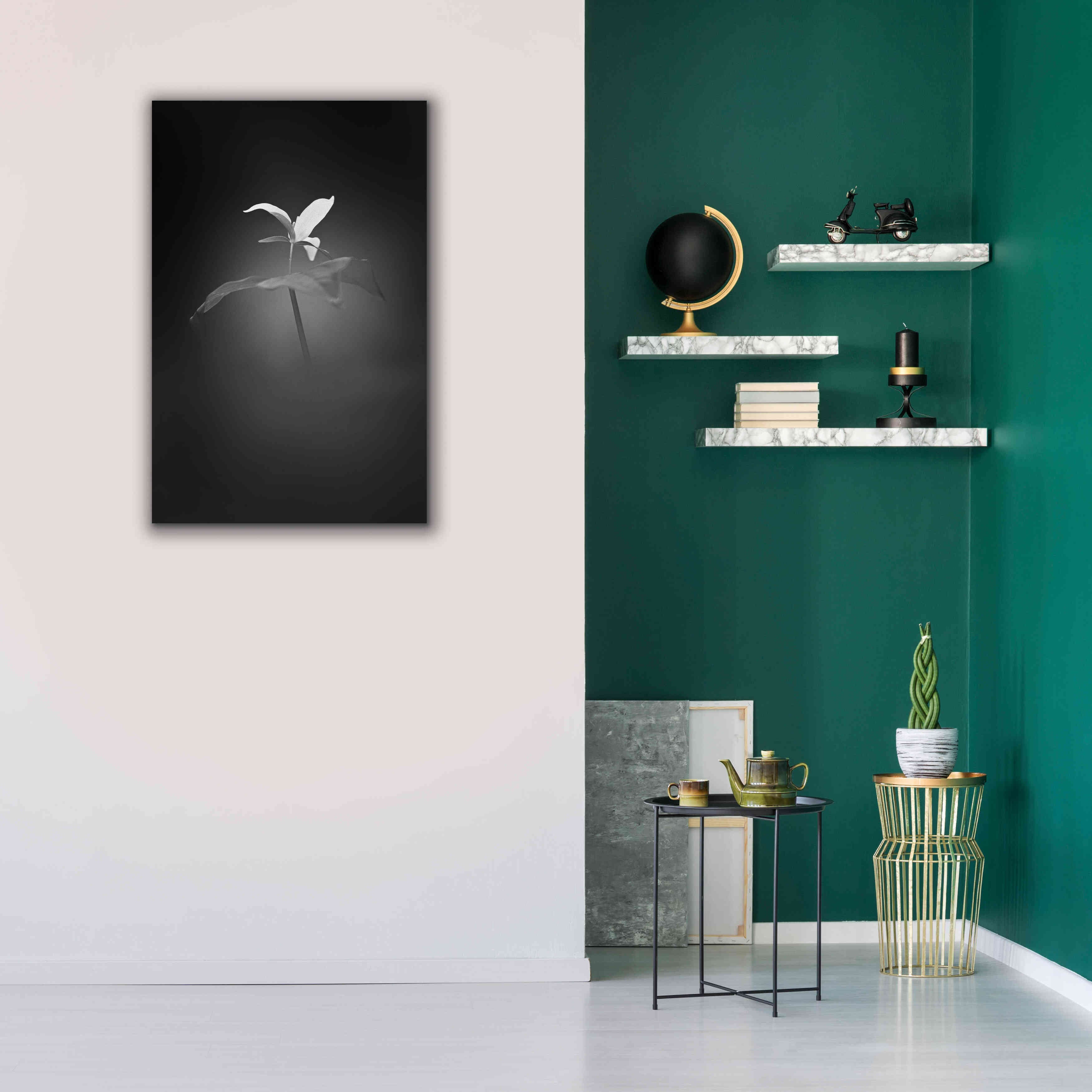 'Trillium Pastel 1 B&W' by Thomas Haney, Giclee Canvas Wall Art,26 x 40