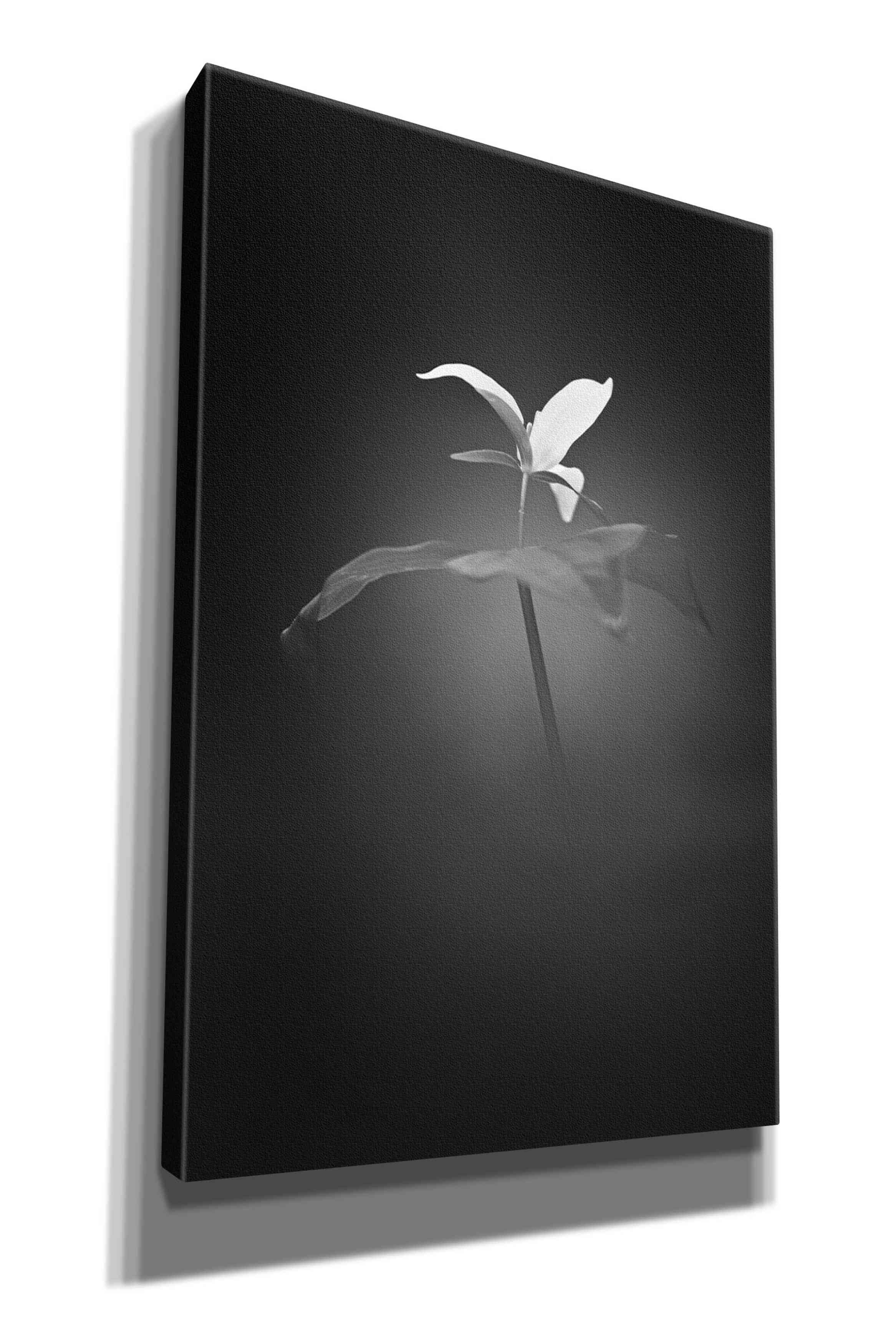 'Trillium Pastel 1 B&W' by Thomas Haney, Giclee Canvas Wall Art