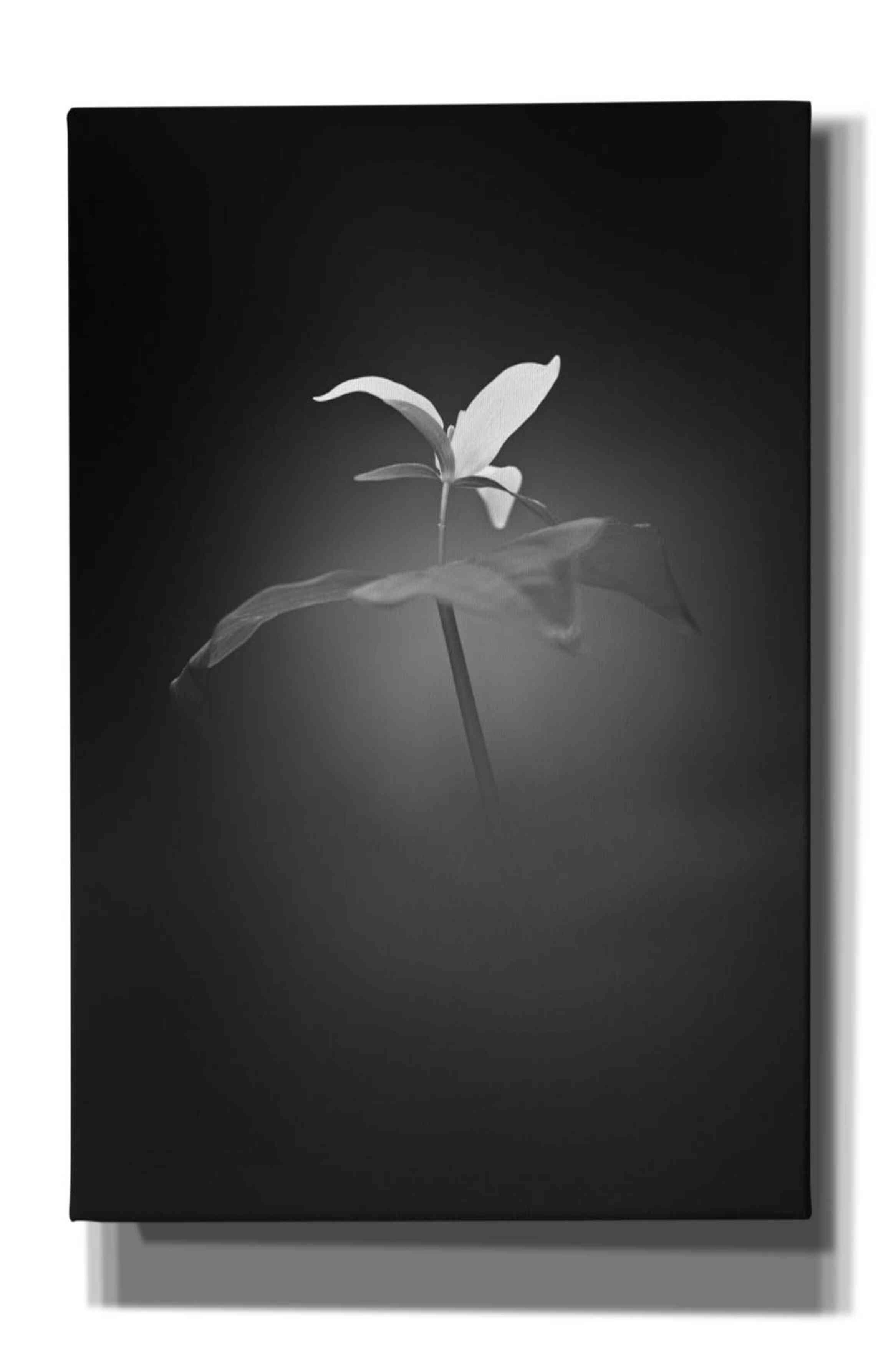 'Trillium Pastel 1 B&W' by Thomas Haney, Giclee Canvas Wall Art