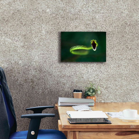 Image of 'Vine Snake' by Thomas Haney, Giclee Canvas Wall Art,18 x 12