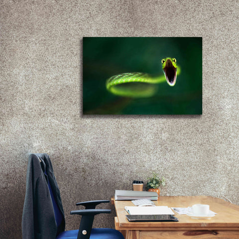 Image of 'Vine Snake' by Thomas Haney, Giclee Canvas Wall Art,40 x 26