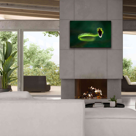 Image of 'Vine Snake' by Thomas Haney, Giclee Canvas Wall Art,40 x 26