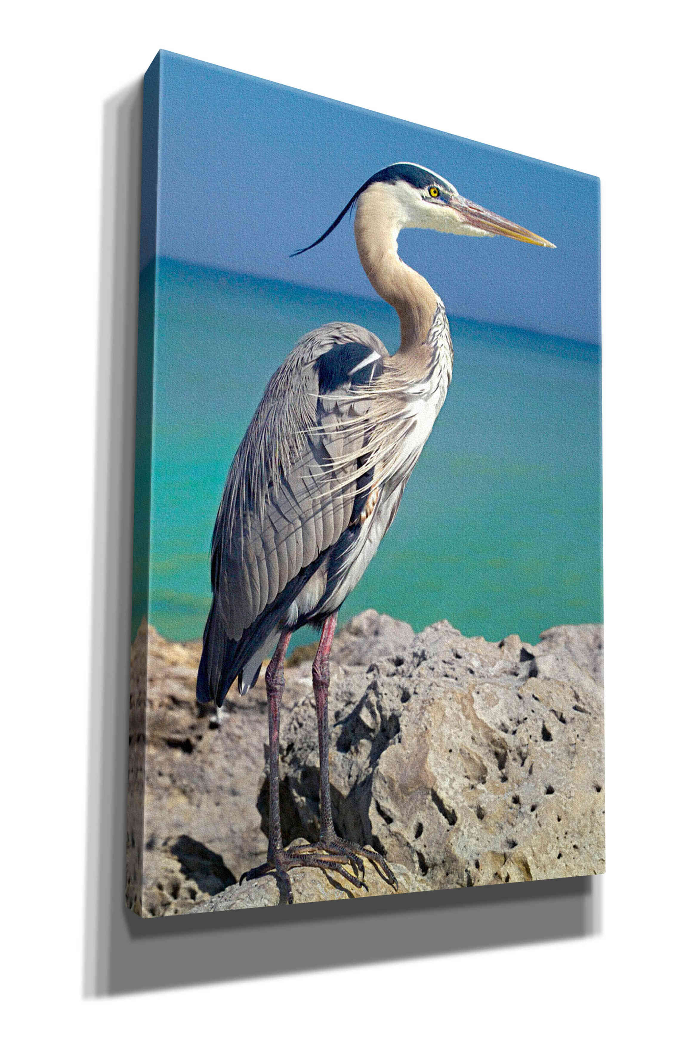 'Blue Heron' by Mike Jones, Giclee Canvas Wall Art