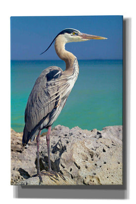 'Blue Heron' by Mike Jones, Giclee Canvas Wall Art
