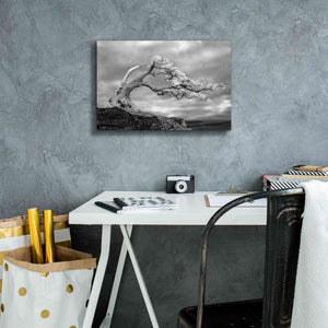 'Bonzai' by Mike Jones, Giclee Canvas Wall Art,18 x 12