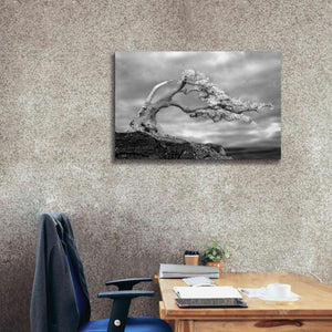 'Bonzai' by Mike Jones, Giclee Canvas Wall Art,40 x 26
