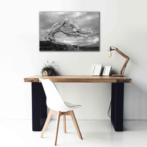 'Bonzai' by Mike Jones, Giclee Canvas Wall Art,40 x 26