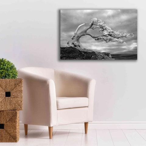 Image of 'Bonzai' by Mike Jones, Giclee Canvas Wall Art,40 x 26