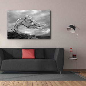 'Bonzai' by Mike Jones, Giclee Canvas Wall Art,60 x 40