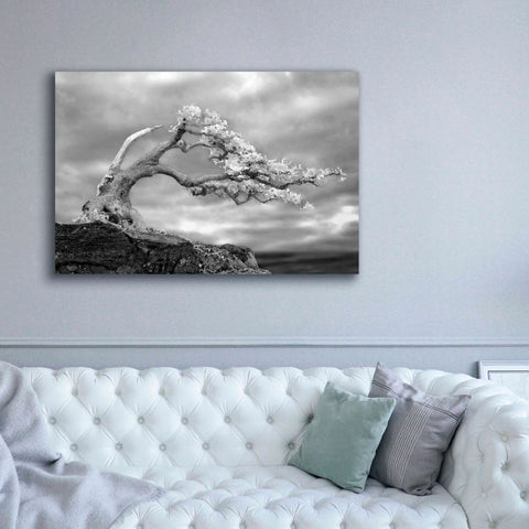 Image of 'Bonzai' by Mike Jones, Giclee Canvas Wall Art,60 x 40