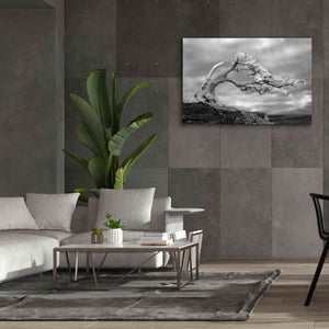 'Bonzai' by Mike Jones, Giclee Canvas Wall Art,60 x 40