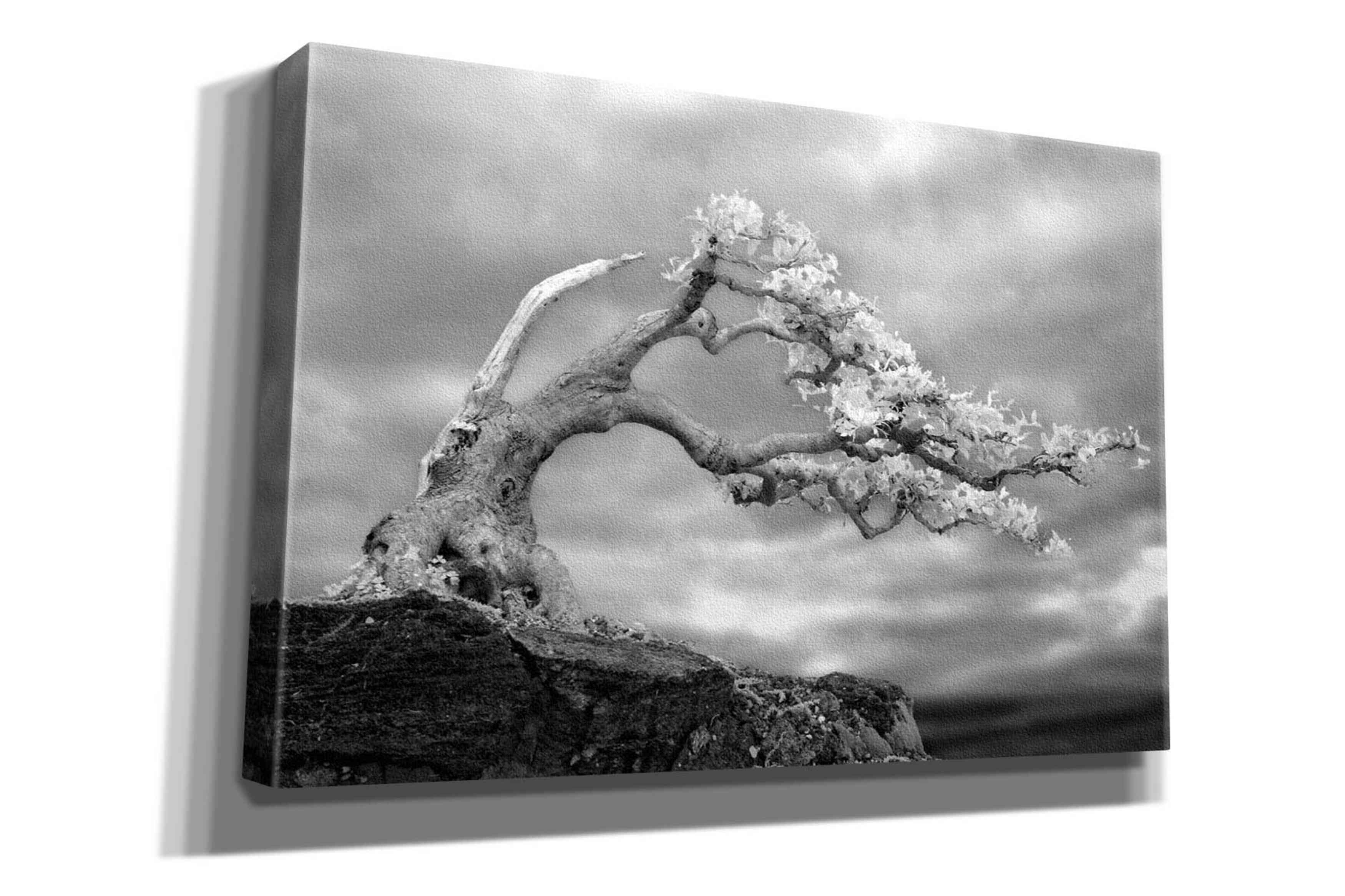 'Bonzai' by Mike Jones, Giclee Canvas Wall Art