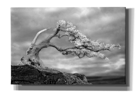 'Bonzai' by Mike Jones, Giclee Canvas Wall Art