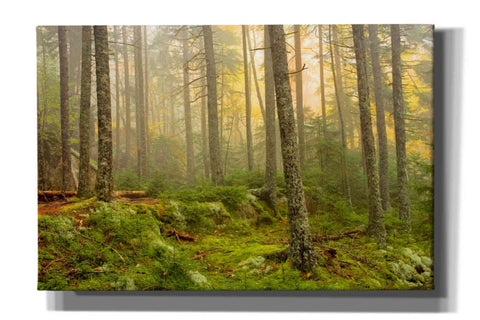 Image of 'Foggy Fire Woods' by Mike Jones, Giclee Canvas Wall Art