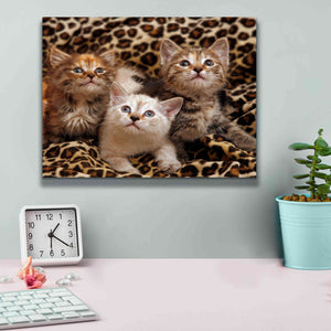 'Kittens' by Mike Jones, Giclee Canvas Wall Art,16 x 12