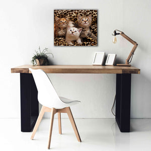 'Kittens' by Mike Jones, Giclee Canvas Wall Art,24 x 20