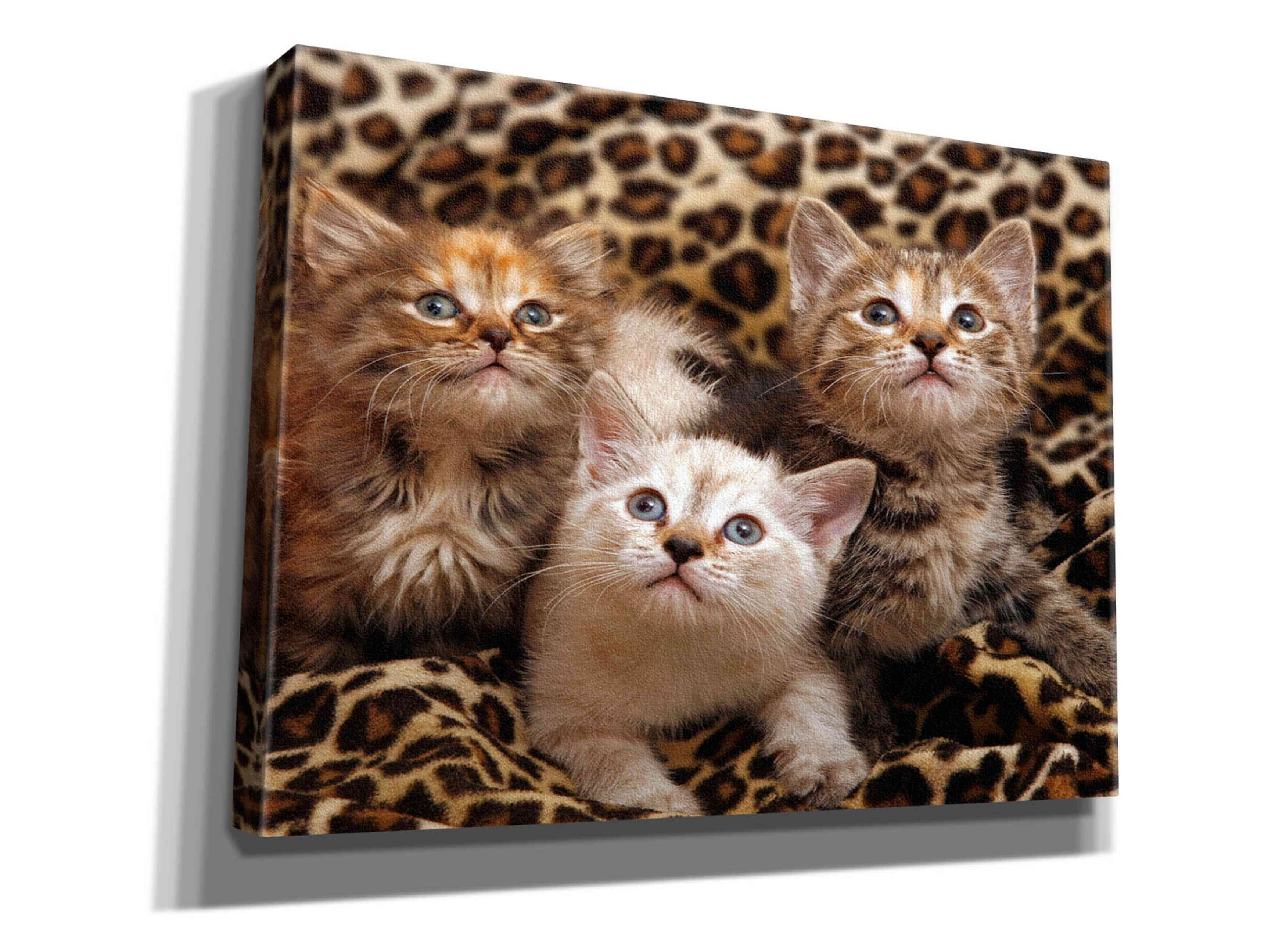 'Kittens' by Mike Jones, Giclee Canvas Wall Art