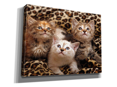 'Kittens' by Mike Jones, Giclee Canvas Wall Art
