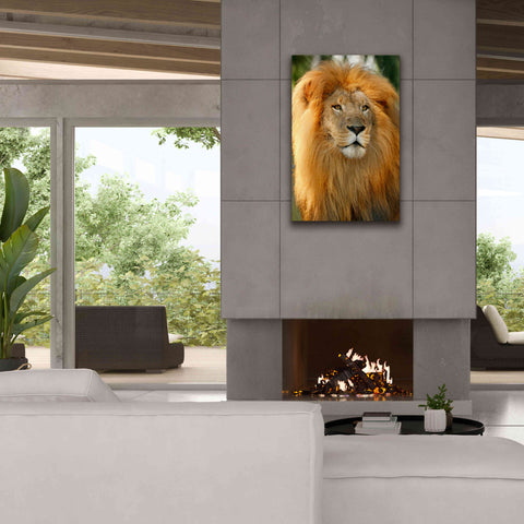 Image of 'Lion' by Mike Jones, Giclee Canvas Wall Art,26 x 40