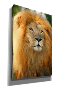 'Lion' by Mike Jones, Giclee Canvas Wall Art