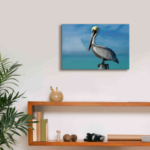 'Pelican' by Mike Jones, Giclee Canvas Wall Art,18 x 12