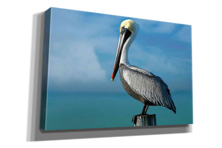 'Pelican' by Mike Jones, Giclee Canvas Wall Art