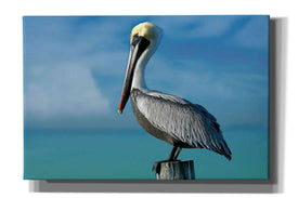 'Pelican' by Mike Jones, Giclee Canvas Wall Art