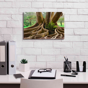 'Roots Sarasots Big Tree' by Mike Jones, Giclee Canvas Wall Art,18 x 12