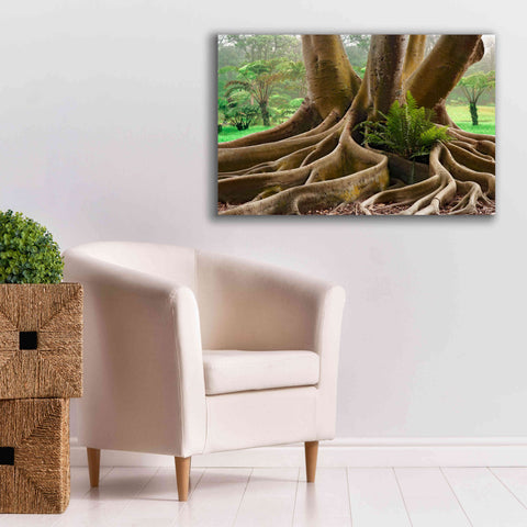 Image of 'Roots Sarasots Big Tree' by Mike Jones, Giclee Canvas Wall Art,40 x 26