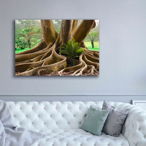 Image of 'Roots Sarasots Big Tree' by Mike Jones, Giclee Canvas Wall Art,60 x 40