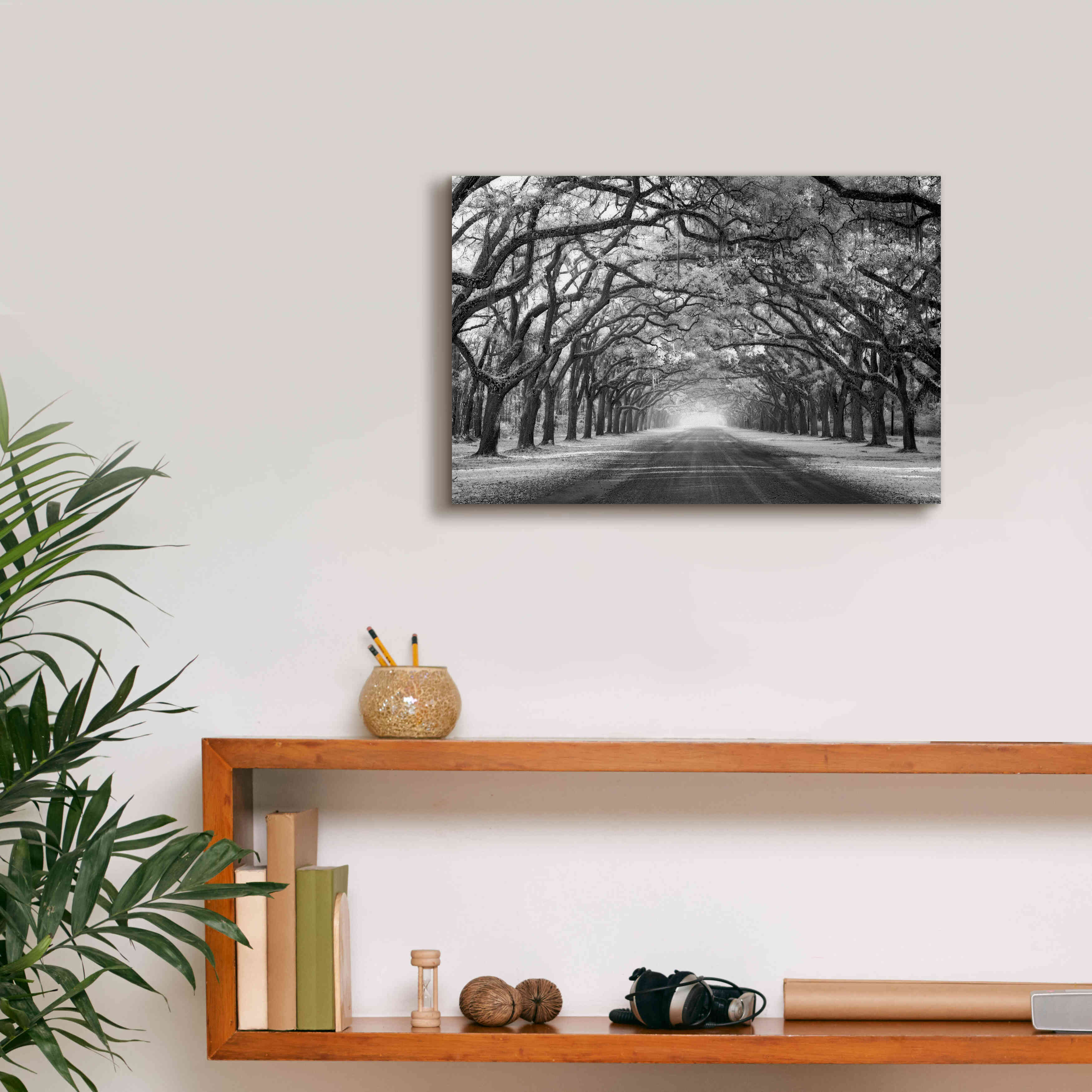 'Wormsloe Inf Light' by Mike Jones, Giclee Canvas Wall Art,18 x 12