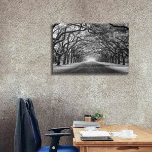 'Wormsloe Inf Light' by Mike Jones, Giclee Canvas Wall Art,40 x 26