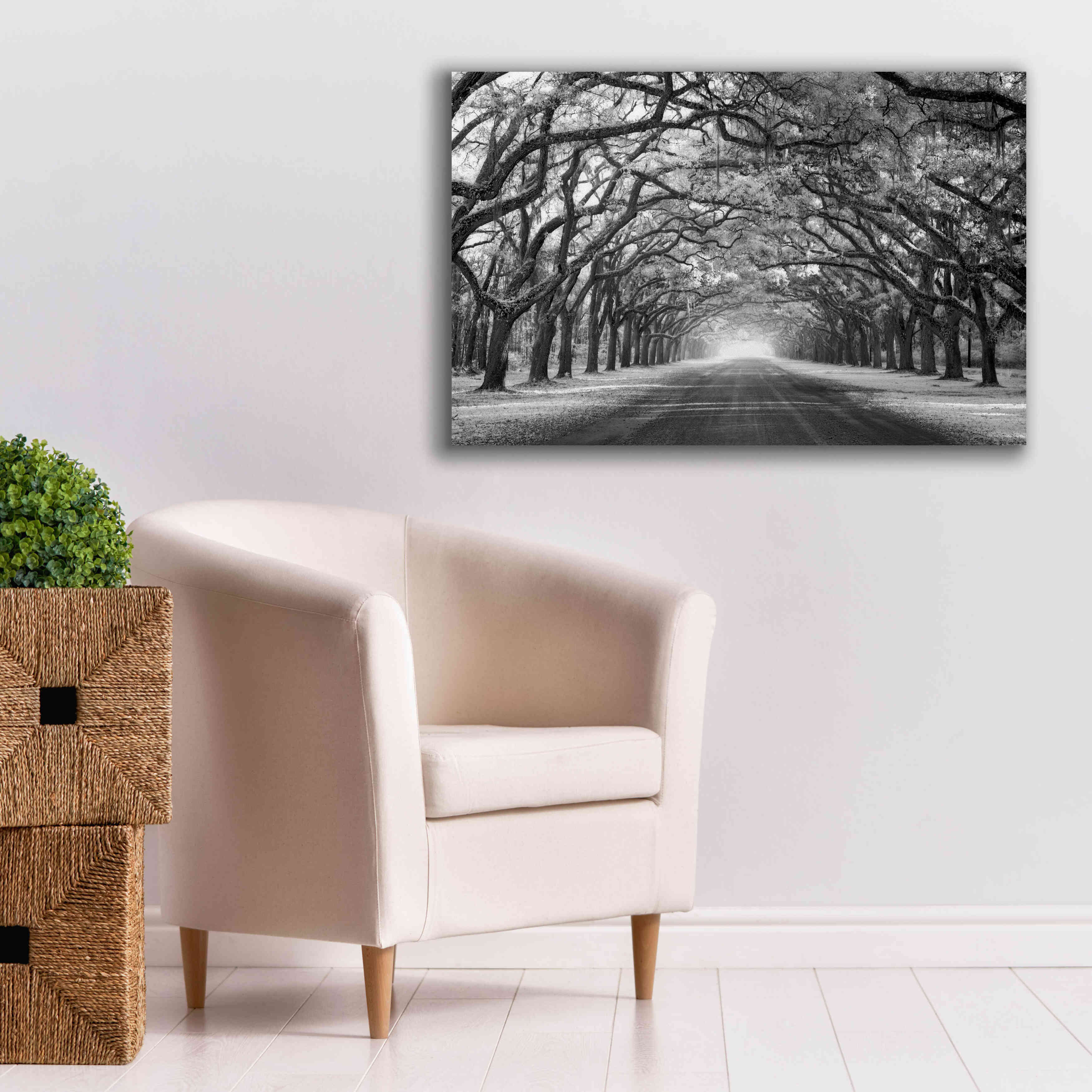 'Wormsloe Inf Light' by Mike Jones, Giclee Canvas Wall Art,40 x 26
